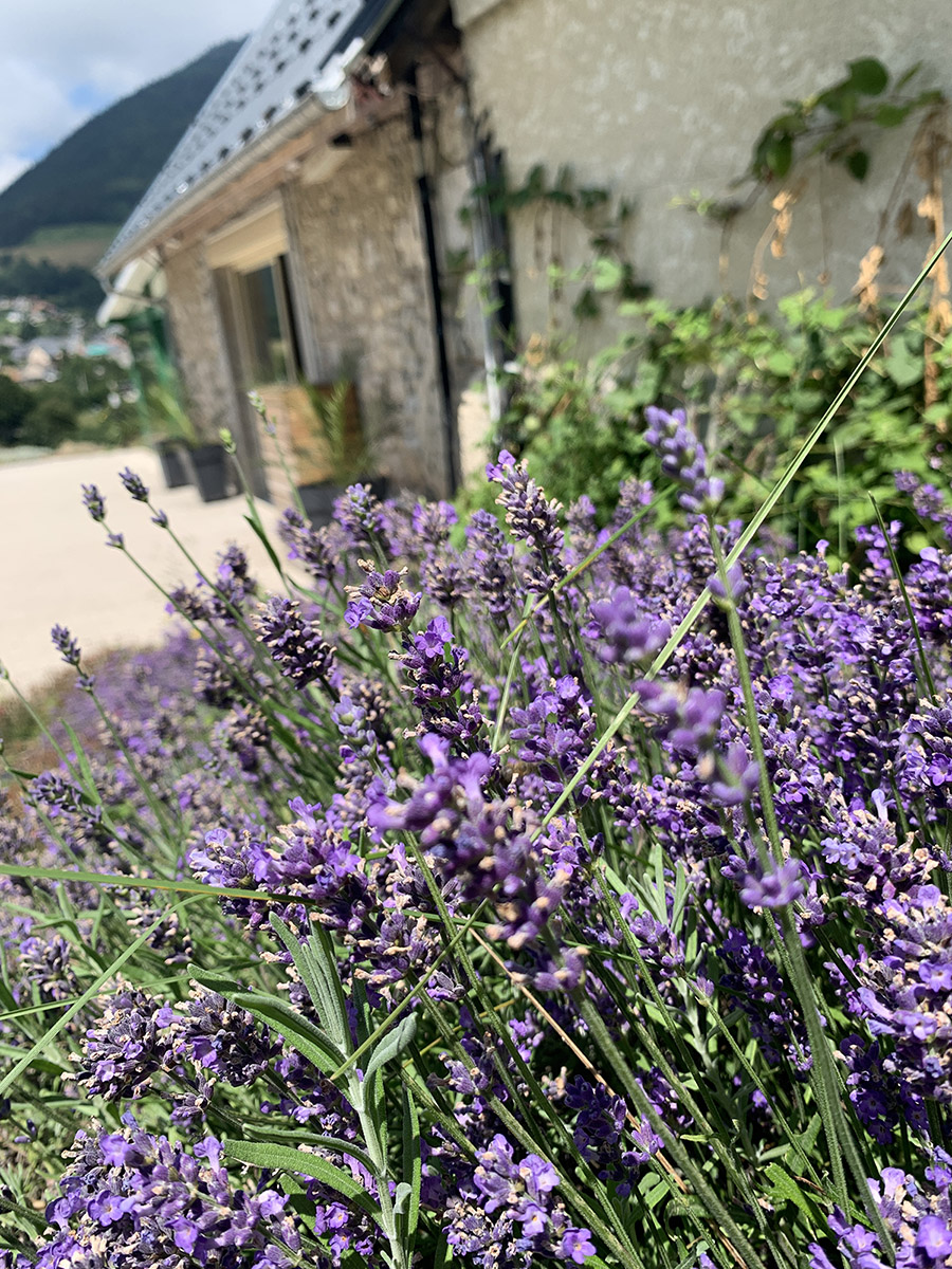 Lavande sur la terrasse